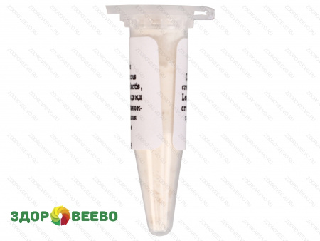 фото Закваска для сыра Эдам, мезофильная, флакон на 10 литров молока (Здоровеево)