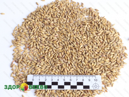 фото Солод ячменный Меланоидиновый пивоваренный, цветность 70 EBC, 1 кг