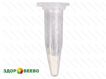 фото Закваска для сыра Kluyveromyces lactis, флакон на 15 литров молока (Здоровеево)