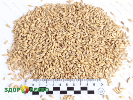 фото Солод ячменный Светлый пивоваренный, 1 кг