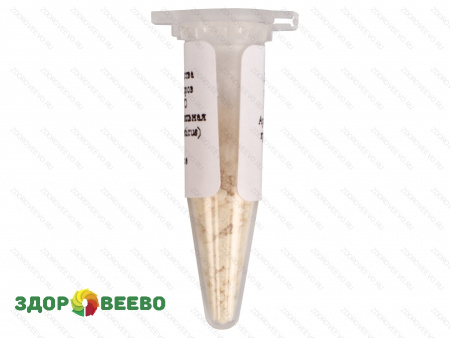 фото Закваска для сыра Helv A LYO, ароматообразующая, термофильная, флакон на 15 литров молока (Здоровеево)